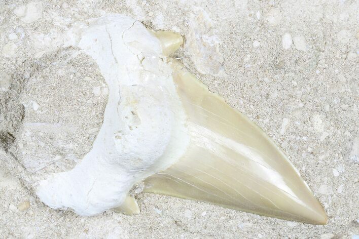 Otodus Shark Tooth Fossil in Rock - Eocene #183768